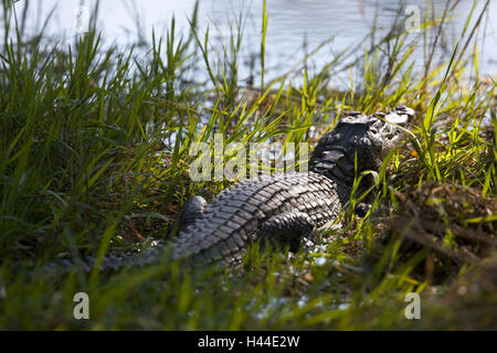 Africa, Botswana nord ovest distretto, Okawango delta, Moremi Game Reserve, coccodrillo del Nilo, Crocodylus niloticus, Foto Stock