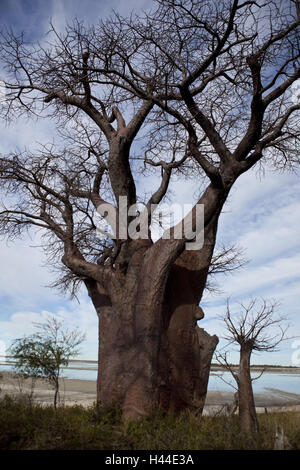 Africa, Botswana nord ovest distretto, Nxai-Pan national park, Baines-Baobabs, Adansonia digitata, Foto Stock