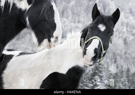 Cavalli, due teste, mane, briglia roba, neve, nero, bianco, Foto Stock