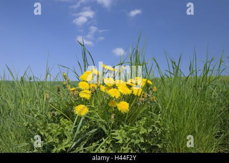 Comune di tarassaco, Taraxacum officinale, prato, Foto Stock