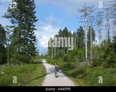 Germania, Baden-Württemberg, bagno WILDBAD, strada forestale, passeggino, foreste di abete rosso, legno, Modo, Modo di ghiaia, Wild area lacustre, Foresta Nera, Foresta Nera settentrionale, Foresta Nera, morto in legno, legno, strada forestale, area di viaggio, persona, a piedi e del tempo libero, vacanze, r Foto Stock