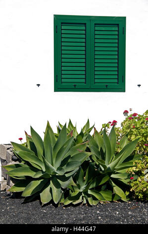 Spagna isole canarie Lanzarote, cucchiai Golfo, casa, finestra, piante, Foto Stock