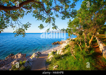 Incredibile spiaggia rocciosa con crystalic di acqua di mare pulita con alberi di pino sulla costa del Mare Adriatico, Istria, Croazia Foto Stock