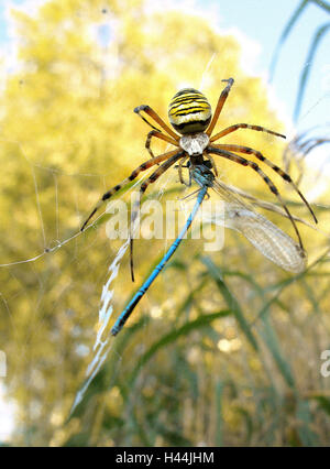 Wasp pin della zebra spider, cavo di seta pin, femmina, rete, preda, feather dragonfly, Foto Stock