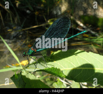 Ala Blu splendore dragonfly, posizione neutrale, foglie, Foto Stock