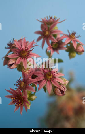 Hauswurz, fioriture, Dachwurz, Sempervivum, infiorescenza, pianta alpina, quelli rosa, Foto Stock