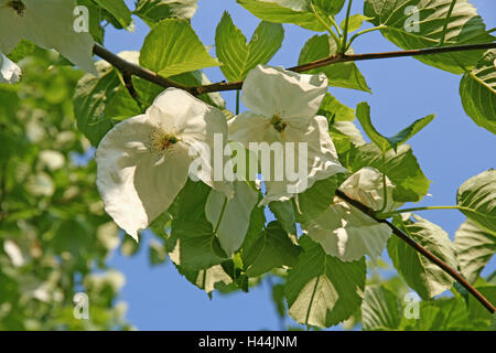 Un fazzoletto di albero, fioriture, dettaglio, Germania, Baden-Württemberg, vino casa, strada di montagna, Hermann's court, albero, Blossom, bianco, foglie verde, mostra giardino, giardino di avvistamento, Nyssaceae, molla Foto Stock