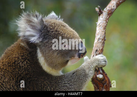 Australia, koala, albero, Foto Stock