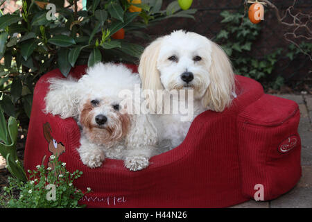 Bichon Frise, Coton de Tulear, cane cestello, sedersi, Foto Stock