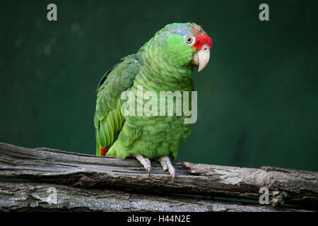 Guancia verde amazzonia, Amazona viridigenalis, diramazione Foto Stock