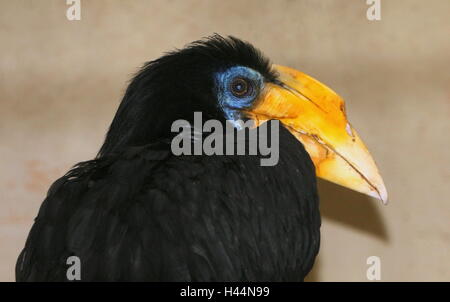 Femmina del Sud Est Asiatico Sunda stropicciata hornbill (Aceros corrugatus) Foto Stock