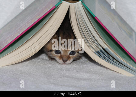 Piastre, cat, giovani, nascondi libro aperto, letto, animali mammiferi, animali domestici, gatti piccoli, Felidae, addomestica, gatto di casa, giovane animale, gattino, piccolo e scomodo, goffo, scorrimento, scorrimento, curiosità, sotto, nascondiglio, play, dolcemente, singolarmente, tutti da soli a strisce, guardare, ritratto, giovani animali, animale baby, all'interno, Foto Stock