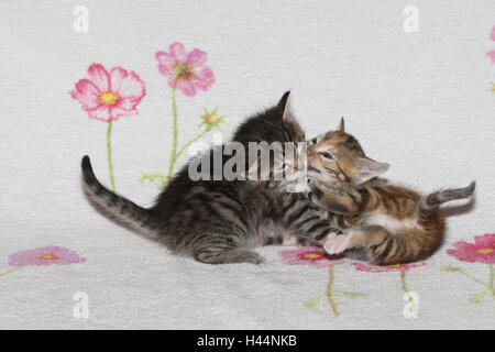 Gatti, giovani, Rangelei, scherzosamente, bed, animali mammiferi, animali domestici, gatti piccoli, Felidae, addomestica, gatto di casa, giovane animale, gattino, due, comportamento, giocare insieme, fratelli, piccolo e scomodo, goffo, dolcemente, con ciascun altro, strisce, lotta, azzuffa, stare insieme, giovani animali, animale neonati, all'interno, Foto Stock