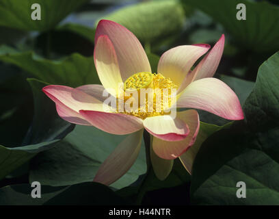 Indian fiore di loto Nelumbo nucifera, blossom, infructescence, dettaglio Foto Stock