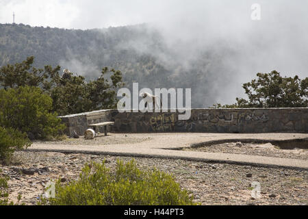 Arabia Saudita, Provincia di Asir, Al Soudah, vista terrazza, scimmia, nebbia, Foto Stock