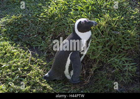 Sud Africa, west cape, cape mezza isola, South Western Cape, Betty's Bay, il Capo di Buona Speranza, montagna di oltre, mountain Kogel piscina biosfera, punto pietrose, penguin, Foto Stock