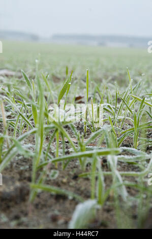 La Germania, il Land Brandeburgo, campo scenario, semi, brina, scenario, prato, campo, nessuno, erba, maturità, freddo, stagione, lame di erba, acri, piante utili, autunno Foto Stock