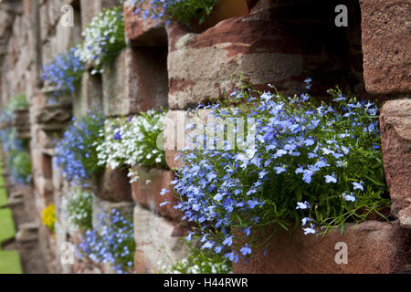 Più scarsamente, nicchie, fiori, dettaglio Foto Stock