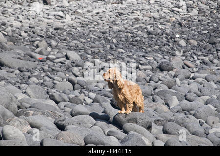 Spagna isole canarie Lanzarote, cucchiai Golfo, spiaggia, pietre, cane, setter irlandese, Foto Stock