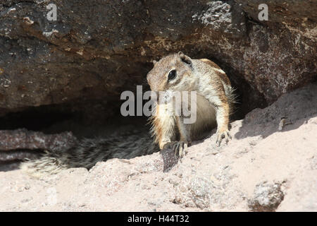 Setole North-African croissant, Foto Stock