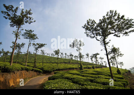 Le piantagioni di tè nelle montagne di Ooty, India, nello Stato del Tamil Nadu, Foto Stock