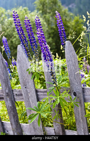 Giardino recinto, lupino azzurro Lupinus polyphyllus, Foto Stock