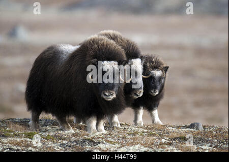 Buoi muschiati, Ovibos moschatus, tre, Norvegia, Dovrefjell, autunno Foto Stock