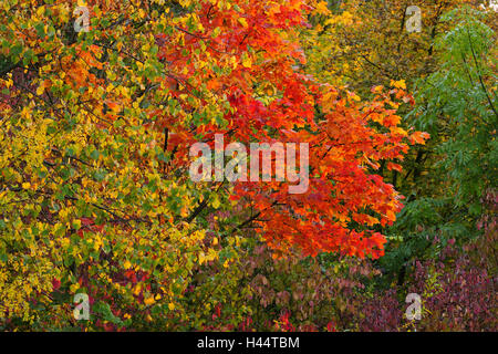 Autumnally alberi colorati, Foto Stock