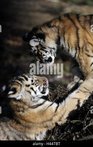 Le tigri siberiane, Panthera tigris altaica, giovani animali, Foto Stock