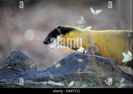 Marten colorati, Martes flavigula, Foto Stock