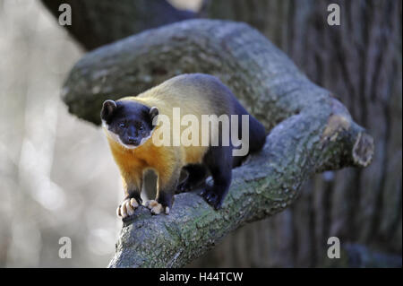 Colorata, Martens Martes flavigula, albero, scalare, Foto Stock