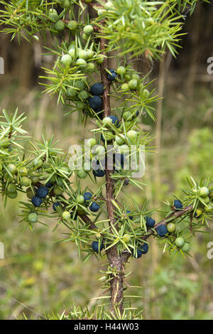 Il ginepro comune, Juniperus communis, berry tappi, bacche di ginepro, Berry, bacche, tappi di bacche e frutta, persona comune, piante medicinali, Juniperus communis, falso berry, Svevo incubo, arbusto, ginepro, bacche di ginepro, ramo, Cypress piante mature, imma Foto Stock