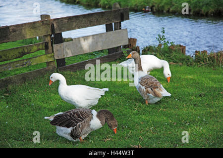 I Paesi Bassi, Noordholland, Enkhuizen, museo Zuiderzee, prato, oche, Foto Stock