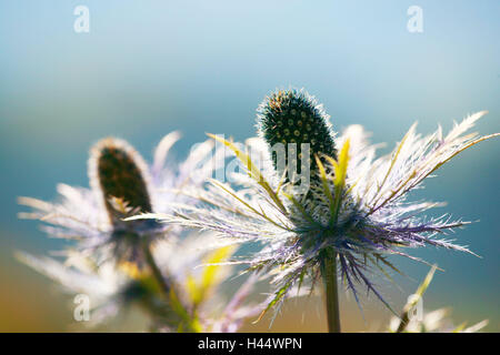 Mare alpino holly, eryngium alpinum, dettaglio Foto Stock