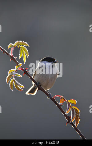 Marsh cincia, Parus palustris, Foto Stock