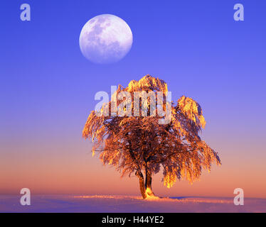 Paesaggio invernale, albero, faggio, Fagus sylvatica, inverni, luna, [M], Foto Stock