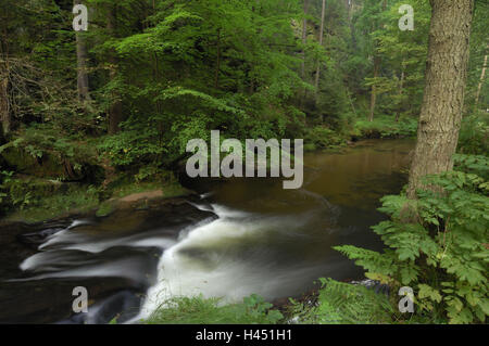 Forest brook, flusso, pietre, legno, ecosistema, Foto Stock