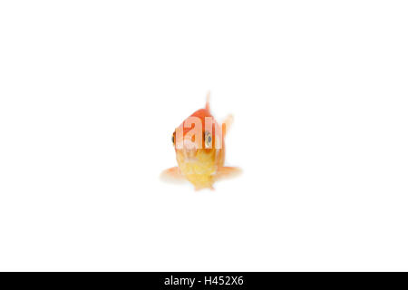 Goldfish, tagliate, Foto Stock