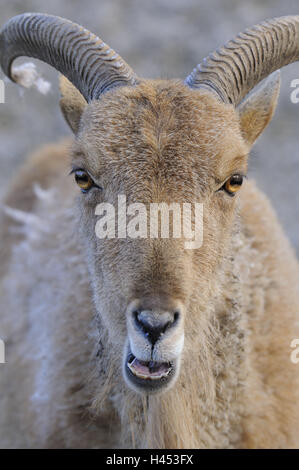 Mane ponticello, Ammotragus lervia, ritratto, corna, mufloni, mammifero, pecore, animali mondo animale animali selvatici, zoo di animali, zoo, ruminanti, ritratto animale, Berberschaf, natura Foto Stock