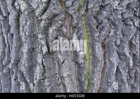 Quercia comune, Quercus robur, corteccia, licheni, vicino, tronco, crosta, rovere, ceppo quercino, latifoglie, campione, natura, impianti, albero, estate oak, ceppo, struttura, icona, Foto Stock