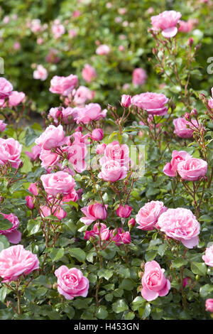 Germania, Baden-Württemberg, il lago di Costanza, costanza, Isola di Mainau, isola dei fiori, giardino di rose, bush roses, fiorisce, rosa, Foto Stock