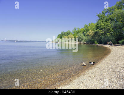 In Germania, in Baviera, il Lago Chiemsee, Bay, la spiaggia di ghiaia, Baviera, lago, acque, Lakeside, shore, anatre, germani reali, anatra è giovane, uccelli acquatici, animali, spiaggia, mattina, di riposo e di silenzio, vacanza, riposo, romanticamente, Horizon, persona, turistico, turismo, sole, alberi, stagione, la molla può, Foto Stock