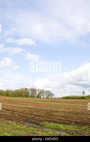 Belgio, Wallonie, Ardenne, Villers-Sainte-Gertrude, scenario, campi raccolti, Europa, Natura, agricoltura, economia, l'agricoltura, larghezza, distanza, cielo, cloudies, deserte, molla, alberi, campo Foto Stock