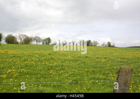 Belgio, Wallonie, Ardenne, Villers-Sainte-Gertrude, fiore prato, campo A, Europa, Prato, recinzione, alberi, arbusti, vegetazione, natura deserta, cielo, cloudies, esterno, paesaggio, tarassaco prato, Tarassaco, giallo fiore Foto Stock