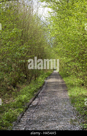 Belgio, Wallonie, Ardenne, Villers-Sainte-Gertrude, strada forestale, Europa, alberi, arbusti, vegetazione, natura, modo, legno, deserte, fuori, solo la solitudine, concezione, futuro, fine a tentoni, Foto Stock