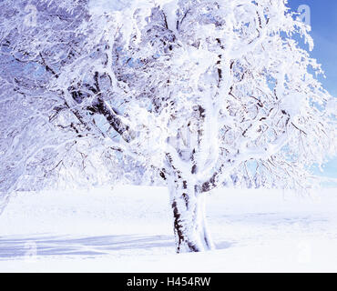 Rame, faggio Fagus sylvatica, coperta di neve, dettaglio, sfrondato, Germania, paesaggio invernale, scenario, albero, bianco neve, gelo, stagione fredda e latifoglie, libro, natura, nevoso, scenario di neve, Foresta Nera, a sud della Foresta Nera, umore, ora del giorno, inverno, Foto Stock