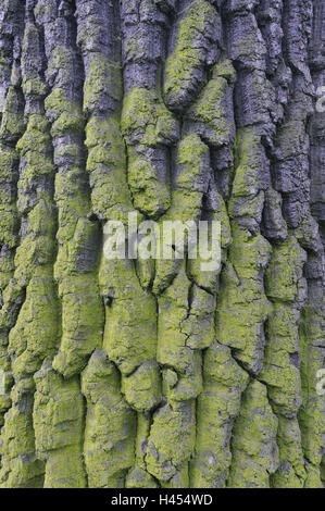 Quercia comune, Quercus robur, corteccia, licheni, vicino, tronco, crosta, rovere, ceppo quercino, latifoglie, campione, natura, impianti, albero, estate oak, ceppo, struttura, icona, Foto Stock