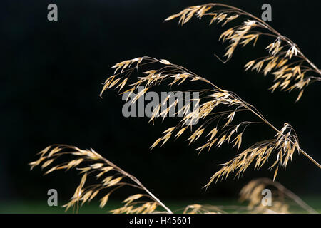 Stipa gigantea 'Gold Fontaene' . Golden avena. Piuma gigante erba contro uno sfondo scuro Foto Stock