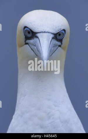 Gannett, Sula bassana, ritratto, Foto Stock