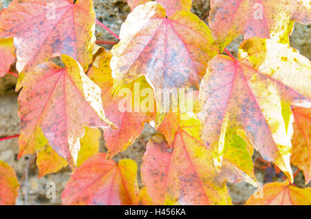Rosso-giallo foglie colorate in corrispondenza della parete di una casa, close-up, Foto Stock